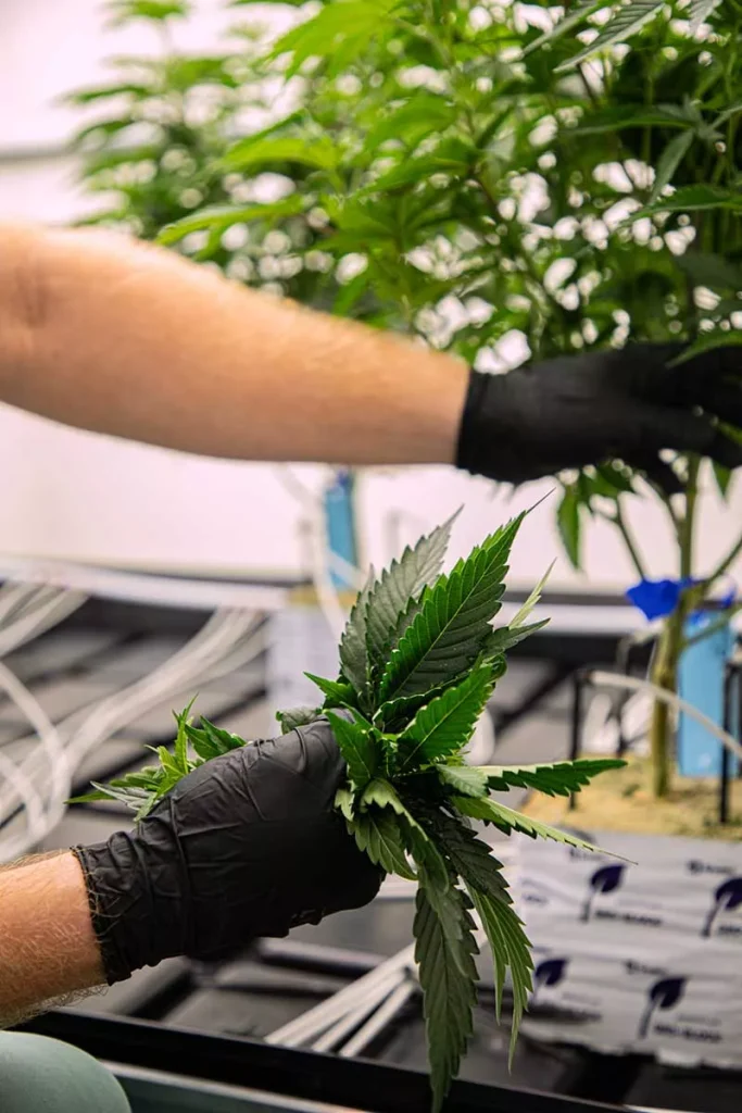 Deep Roots Harvest cannabis cultivation